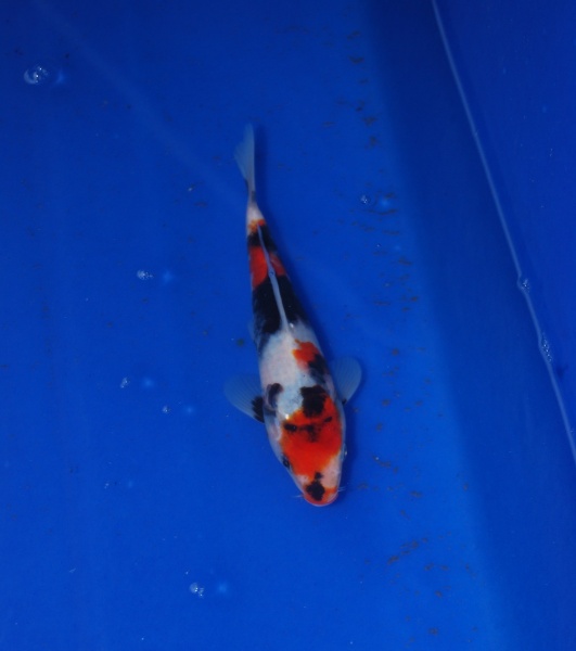 2012昭和19CM(國際)-H.jpg