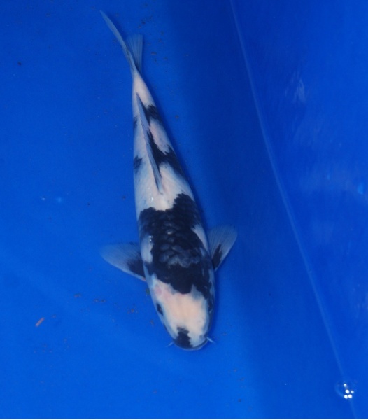 2012白寫23CM(有盛)-H.jpg