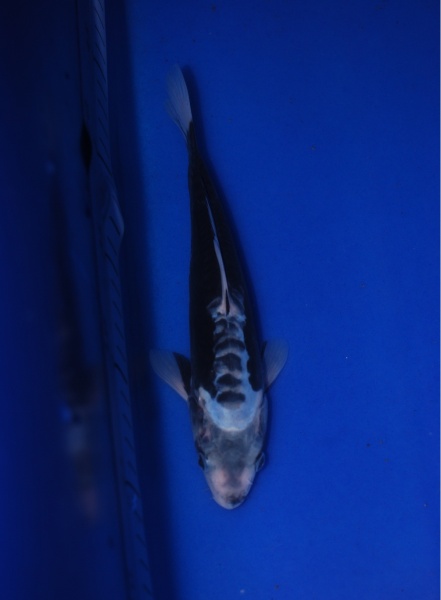 2012九紋龍22CM(有盛)-H.jpg