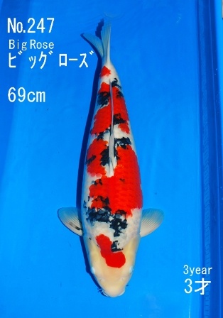 247brDSC_0741-69m_3.jpg