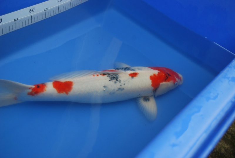 2011昭和公55-1.JPG