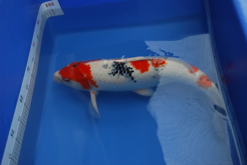 2011昭和公55-2.JPG