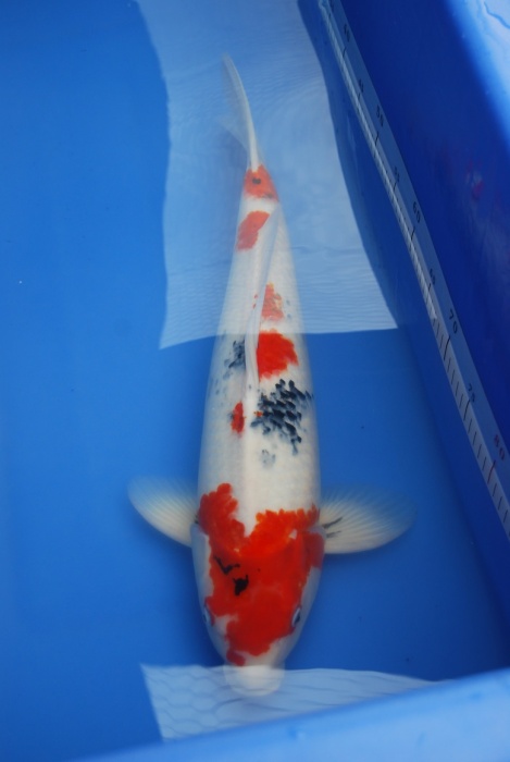 2011昭和公55.JPG