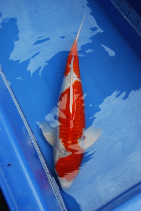 2011銀林藍衣60公-1.JPG