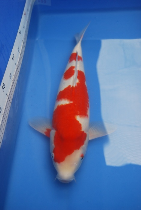 2012紅白母51-1.JPG