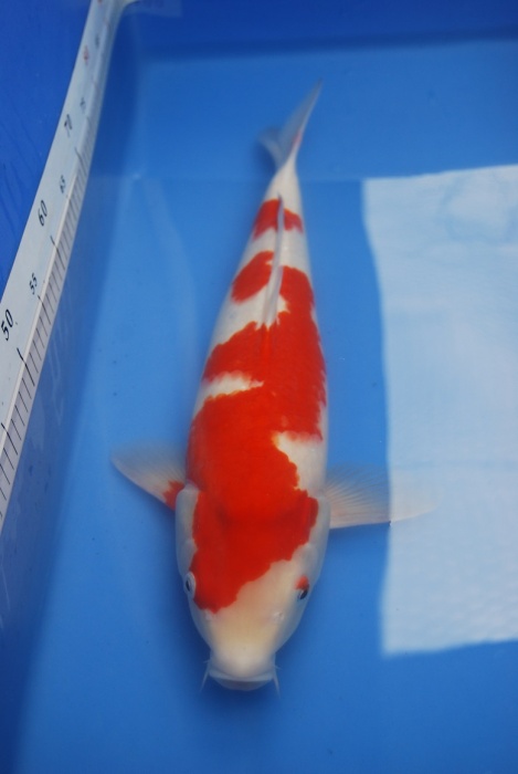 2012紅白母51-2.JPG