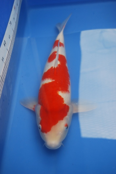 2012紅白母51-3.JPG