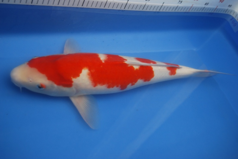 2012紅白母51-4.JPG