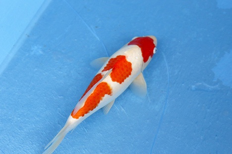 5)-鯉池苑--三段紅白30cm-1.jpg
