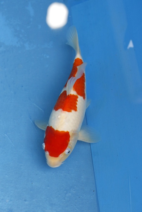 5)-鯉池苑--三段紅白30cm-2.jpg