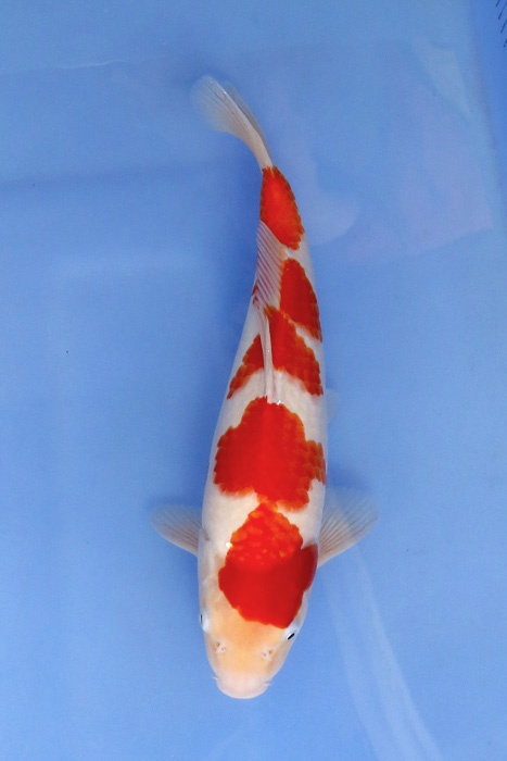 2)-鯉池苑--四段紅白36cm.jpg