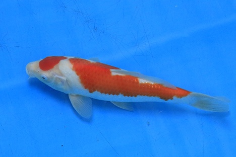 2)-A.Li-御三家精品錦鯉---丸天兩段紅白-2.jpg