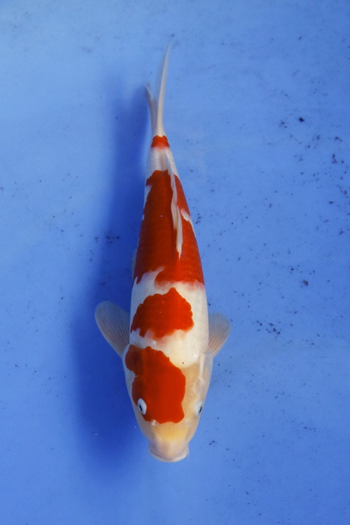 3)-佳河錦鯉園----紅白-二歲四段34cm.jpg