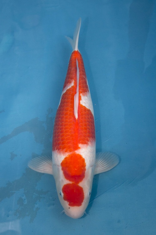 05四段紅白45cm-母2歲-1.jpg