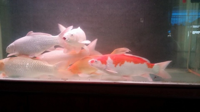 換好水搂.來賞魚ㄅ^^