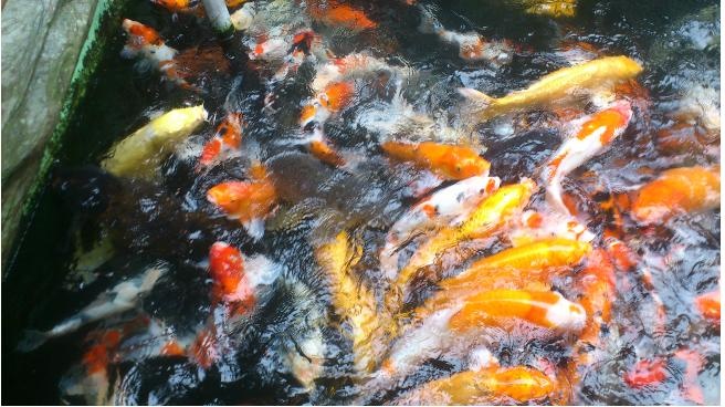 大園客戶工廠的魚池~