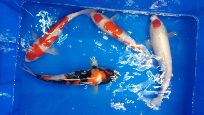 分享四隻漂亮的當歲魚