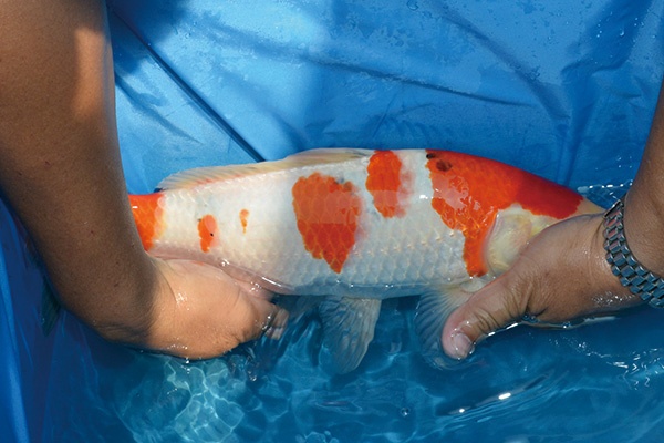 40.永富錦鯉養殖場-02-大正-35公分-公魚-右-3000.jpg