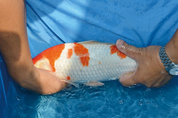 40.永富錦鯉養殖場-02-大正-35公分-公魚-左.jpg