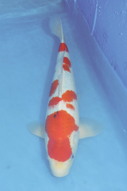 40.永富錦鯉養殖場-02-大正-35公分-公魚-正.jpg