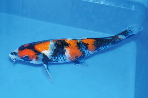 45.有盛錦鯉場-05-昭和-27公分-母魚-左.jpg