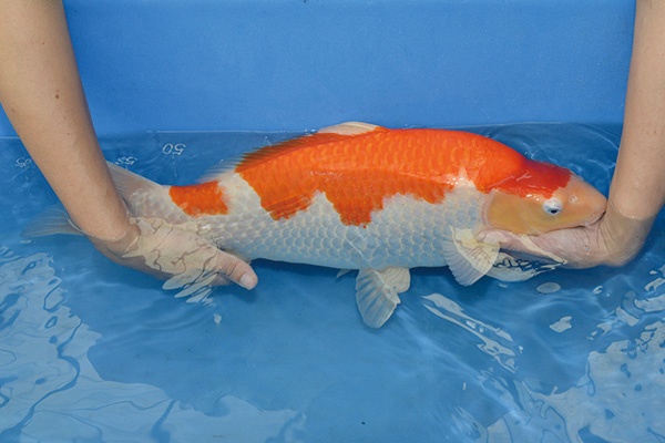 08.李永華專業錦鯉場-02-紅白-55公分-母魚-右.jpg