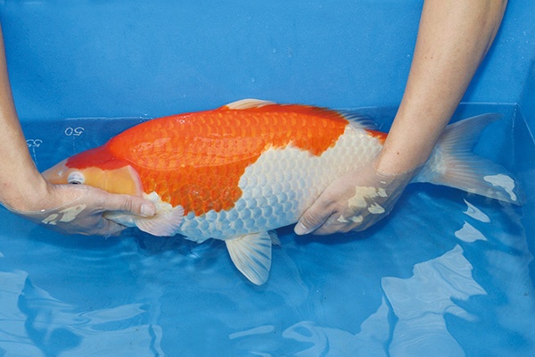 08.李永華專業錦鯉場-02-紅白-55公分-母魚-左.jpg