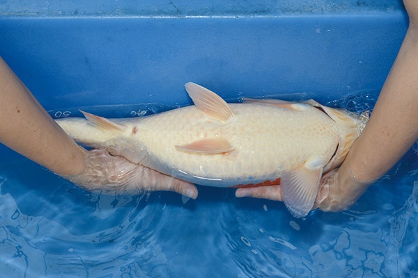 08.李永華專業錦鯉場-02-紅白-55公分-母魚-屁.jpg
