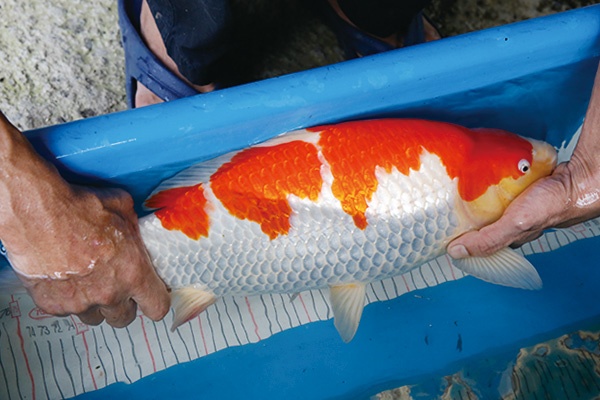 06.元大錦鯉園-01-紅白-50公分-母魚-右-2013年-10000.jpg