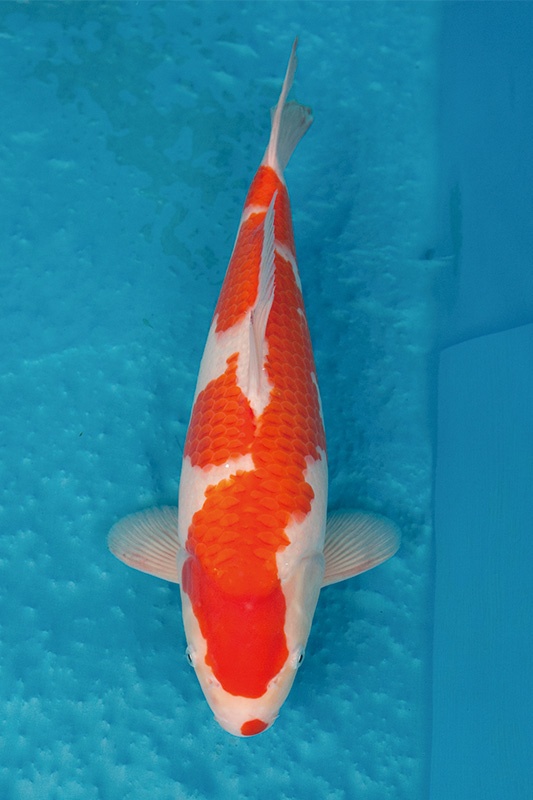 1-0-元大錦鯉園-紅白-40CM-母-10000.jpg