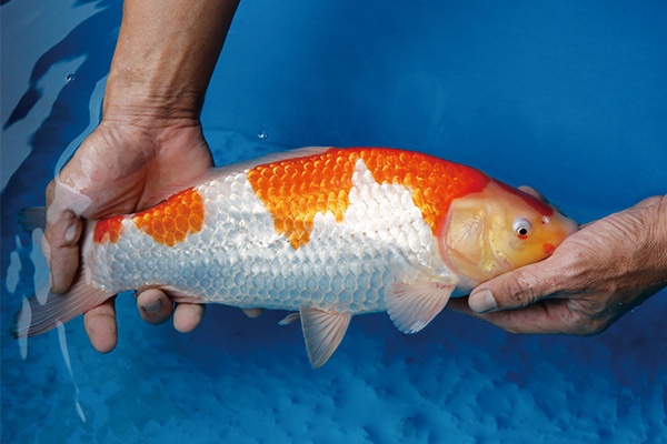 2-1-元大錦鯉園-紅白-38CM-母.jpg