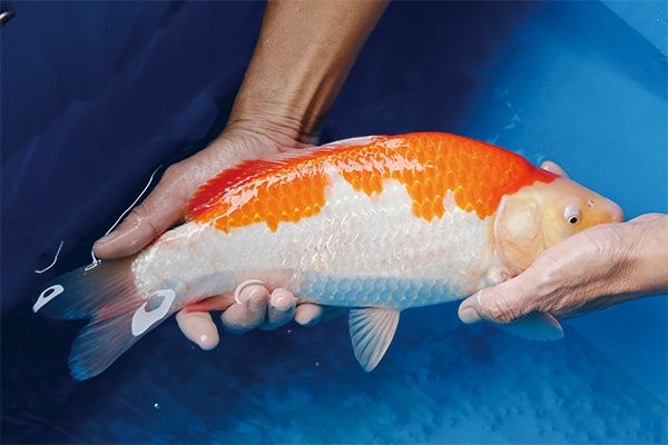 15-1-元大錦鯉園-紅白-37CM-母.jpg