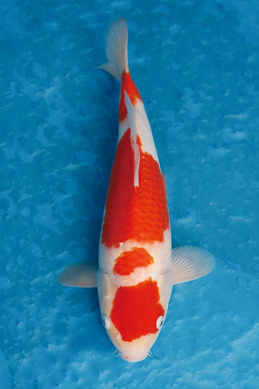 17-0-元大錦鯉園-紅白-36CM-母-5000.jpg