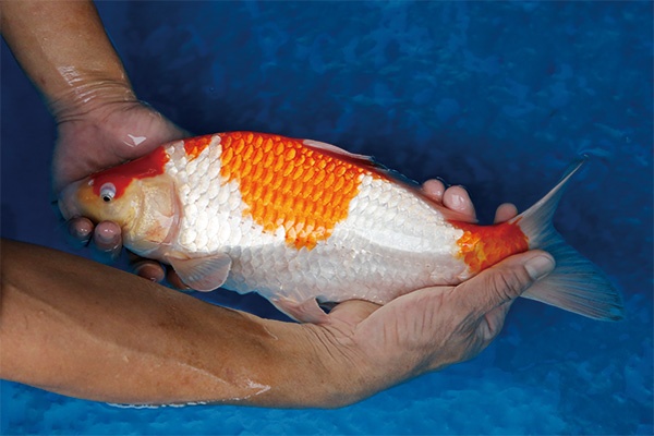 17-2-元大錦鯉園-紅白-36CM-母.jpg