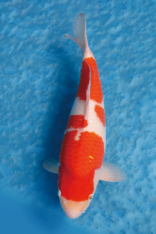 23-0-1-元大錦鯉園-紅白-37CM-母-10000.jpg
