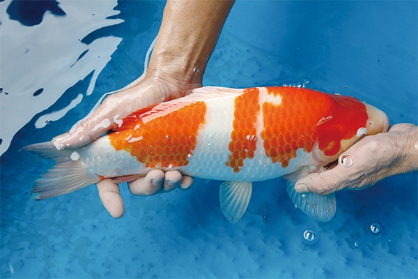 23-1-元大錦鯉園-紅白-37CM-母.jpg