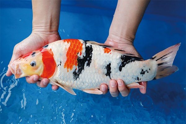 33-2-元大錦鯉園-昭和-39CM-母.jpg