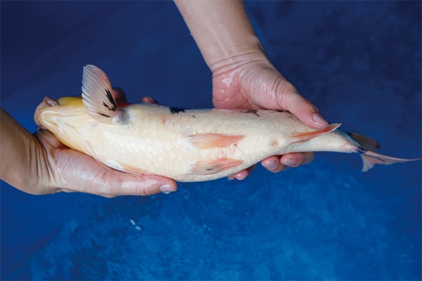 33-3-元大錦鯉園-昭和-39CM-母.jpg