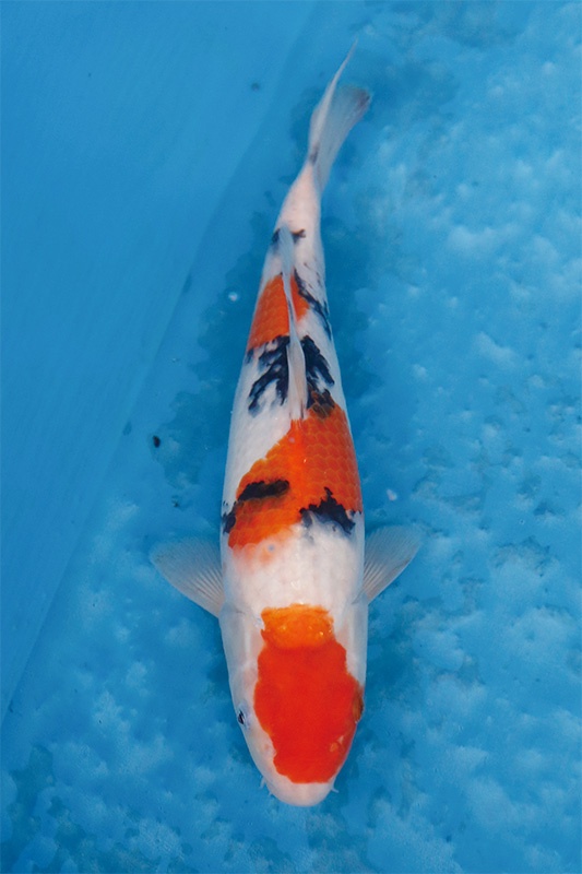 37-0-元大錦鯉園-大正-29CM-不明-3000.jpg