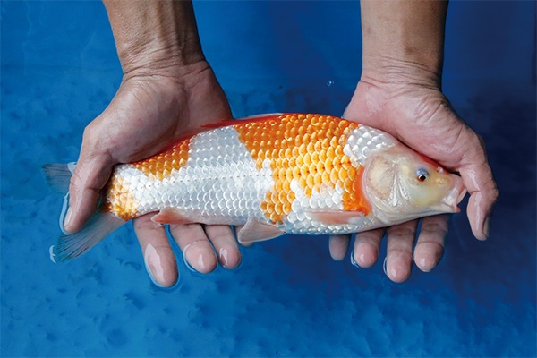 38-1-元大錦鯉園-大正-32CM-不明.jpg
