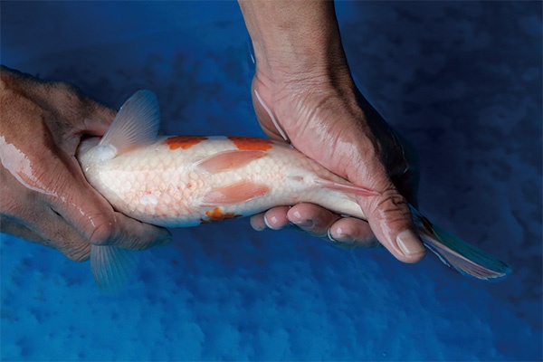 38-3-元大錦鯉園-大正-32CM-不明.jpg