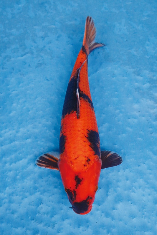 39-0-元大錦鯉園-紅寫-38CM-母-3000.jpg