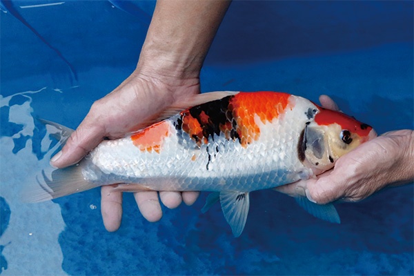 49-1-元大錦鯉園-昭和-34CM-不明.jpg