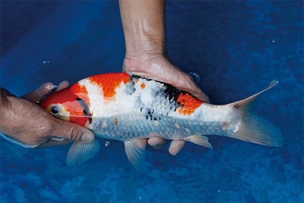 49-2-元大錦鯉園-昭和-34CM-不明.jpg