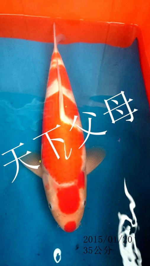 紅白