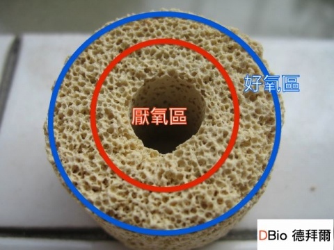 建立硝化系統全過程&硝化菌的正確觀念