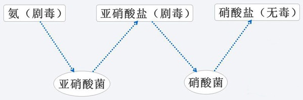 四大過濾介紹-物理過濾、生物過濾、植物過濾、化學過濾