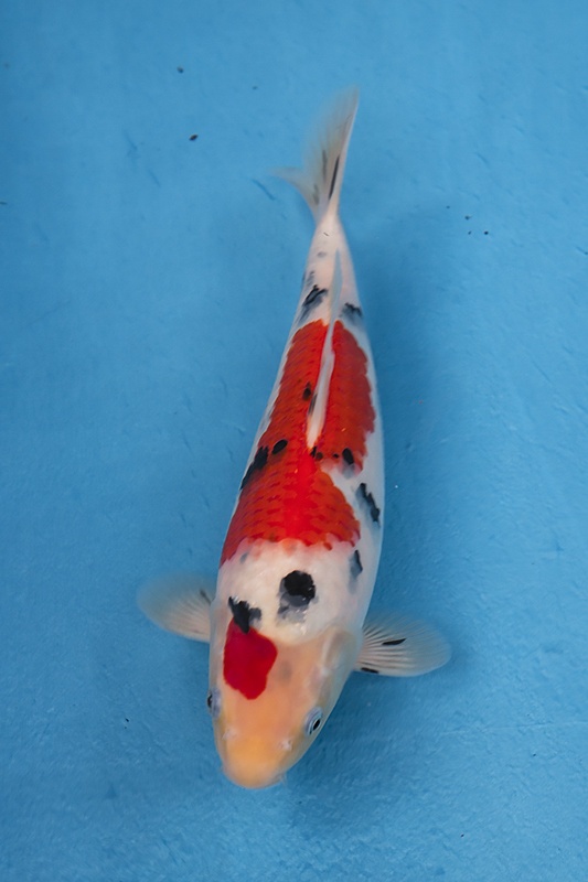 1-01-楓林養魚場-大正-31CM-母-8000.jpg