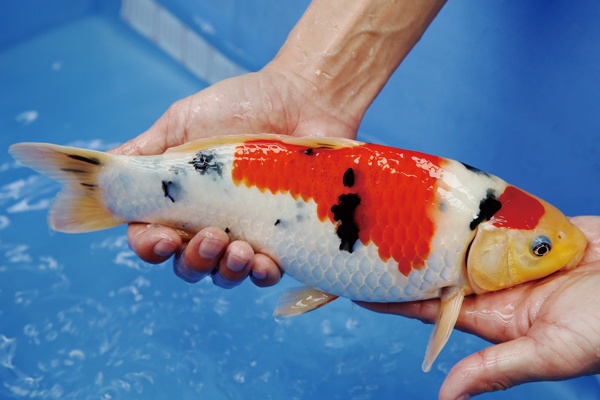 1-2-楓林養魚場-大正-31CM-母.jpg