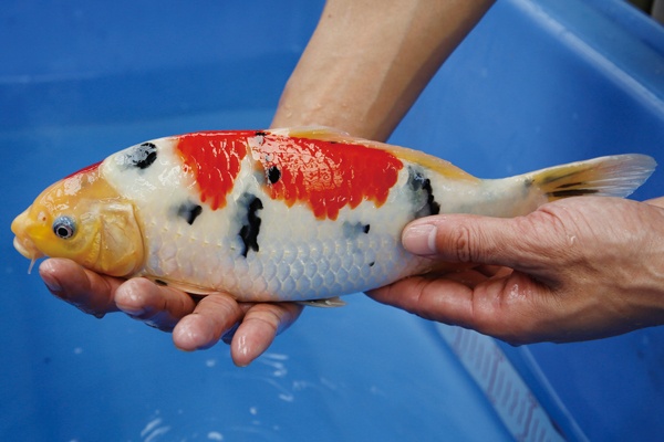 1-3-楓林養魚場-大正-31CM-母.jpg